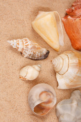 shells on the beach