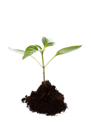 Young plant