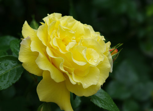 gelbe rose