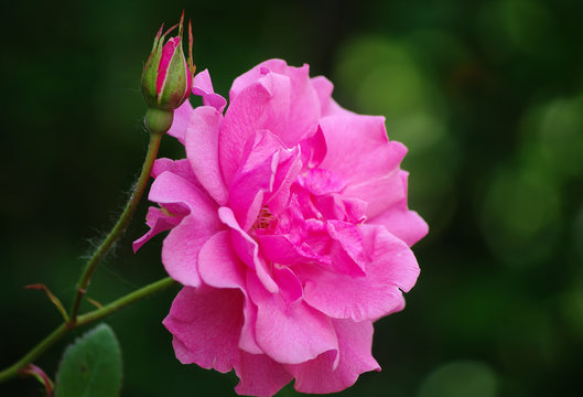 Rose rosa