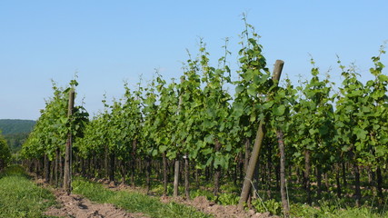 Weinreben an der Route de Vin - Weinstraße im Elsaß