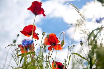 Wildblumen