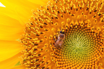 the closeup of a bee in the sunflower nectar collected