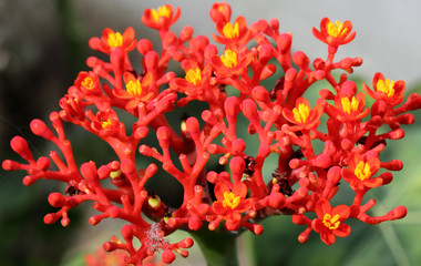 jatropha fleuri