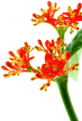 Fototapeta premium tige fleurie de jatropha podagrica, fond blanc