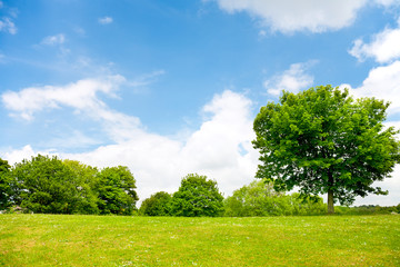Fototapeta na wymiar Nature background, green grass,trees and cloudy sky