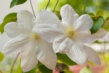 white clematis flowers