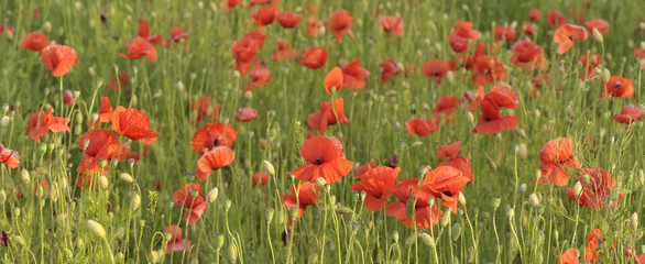 red poppy