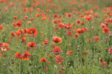 red poppy