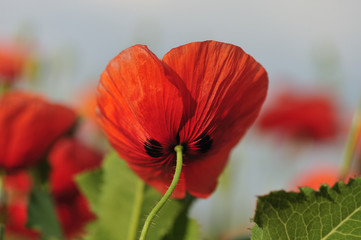 red poppy
