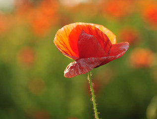 red poppy