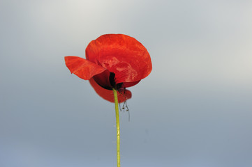 red poppy