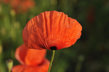 red poppy