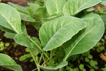 Cabbage  seedling