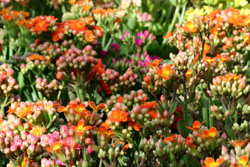 Kalanchoe blossfeldiana