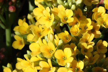 Fototapeta premium kalanchoe blossfeldiana jaune