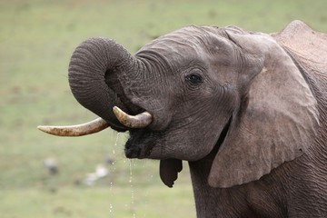 African Elephant Quenching Thirst