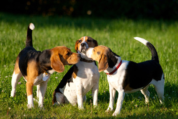 Happy beagle dogs in a park