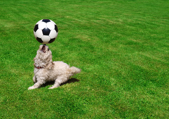 Hund spielt Fußball