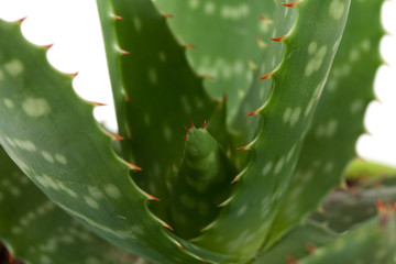 Blätter von Aloe Vera