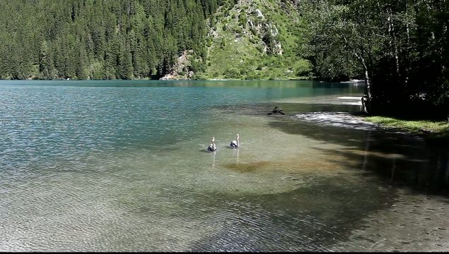 cigni in laghetto di montagna