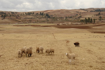 Fields and landscape around Maras, Sacred valley, Peru