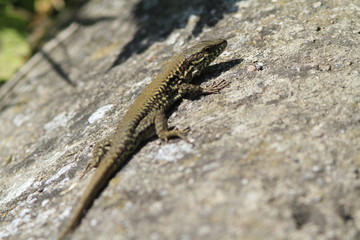 Lézard des murailles