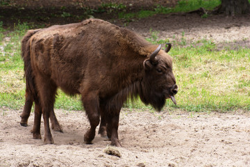 żubr 6 © GKor