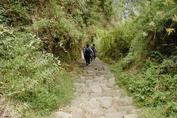 Steep stairs through the jungle on Inca trail
