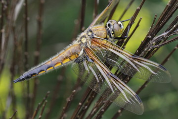 Libellule posée