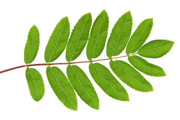 Rowan green leaf