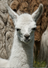 Fototapeta premium Week Old Llama 002