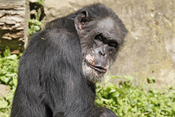 Schimpanse