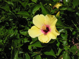 Blüte auf Lanzarote