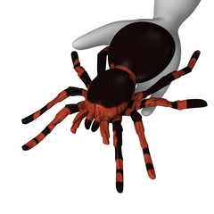 tarantula