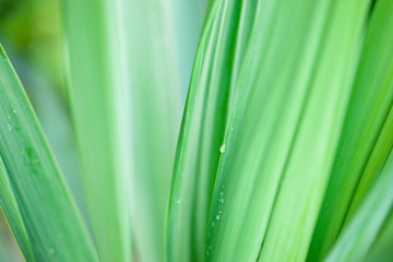 緑の葉にしずく