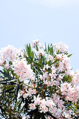Oleanders