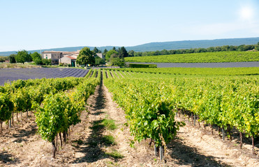 Fototapeta na wymiar vignes de provence