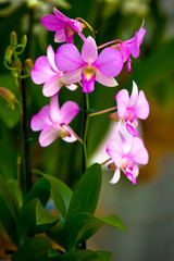 The purple orchid. Macro photo