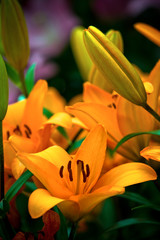 Obraz premium The yellow orchid