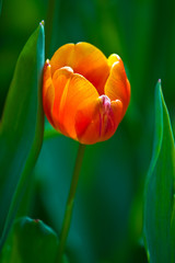 orange tulip on a green background