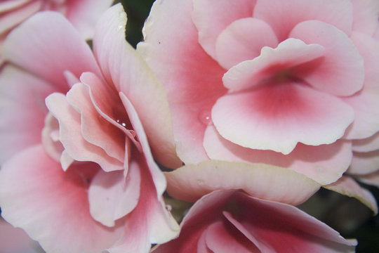 flores de flora