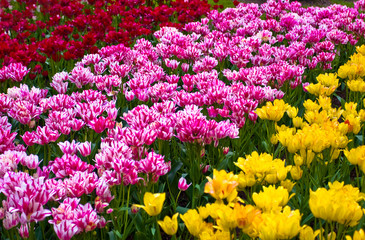 Obraz premium Colorful springflowers and blossom in dutch spring garden 'Keuke