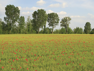 Fototapeta na wymiar Wiosna krajobraz wiejski