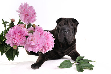 Black Dog with Flowers