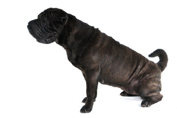 Black Shar-Pei Dog Pissing