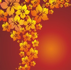 Hibiscus. Flower background.