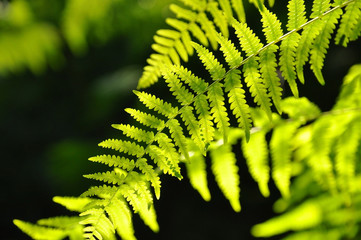 Ferns