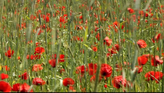 Mohn im Kornfeld