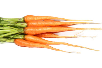 Fresh Carrots